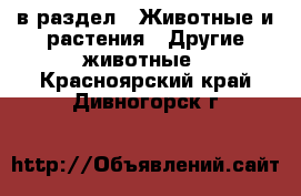  в раздел : Животные и растения » Другие животные . Красноярский край,Дивногорск г.